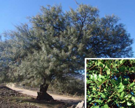 ALGARROBO CHILENO:Se da en terrenos pobres.Arbol corpulento de flores con espigas.
